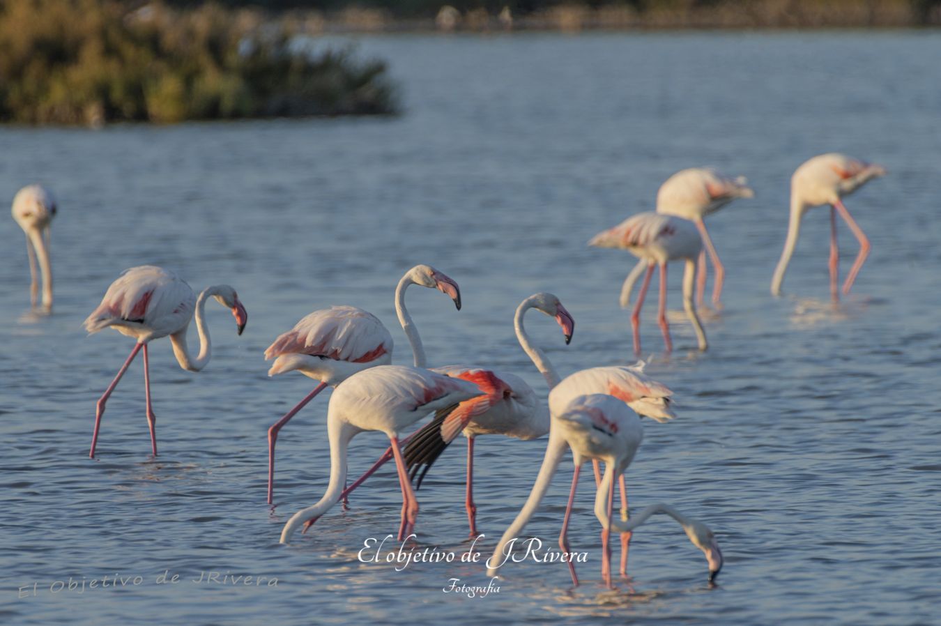 Flamencos