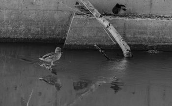 Pato comun en el Rio Tajo