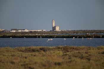 Flamencos en Cabo de Gata