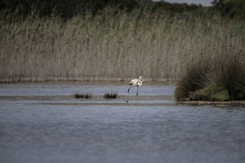 Flamencos en punta entinas