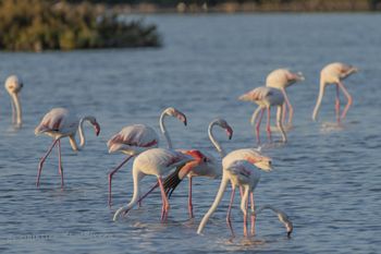 Flamencos