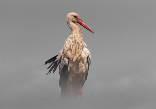 Stork series 
