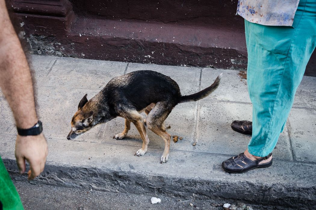 dog shitting in havana streets