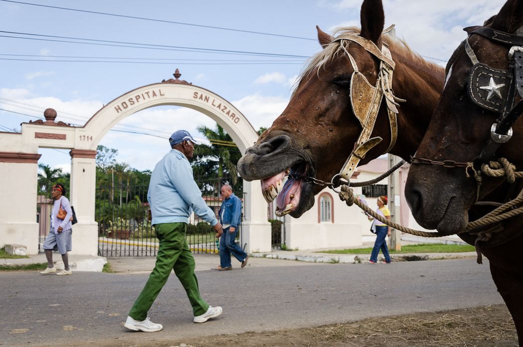 cuban horse with open mouth is a photograph from cuba