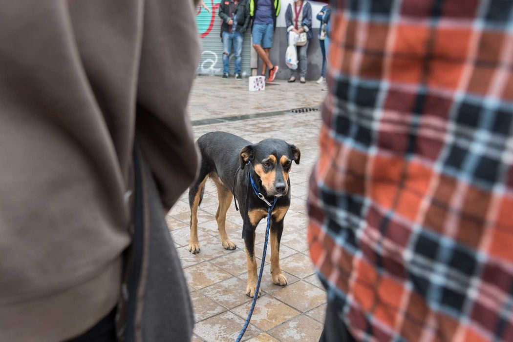 dog in a party in urban art festival in spain