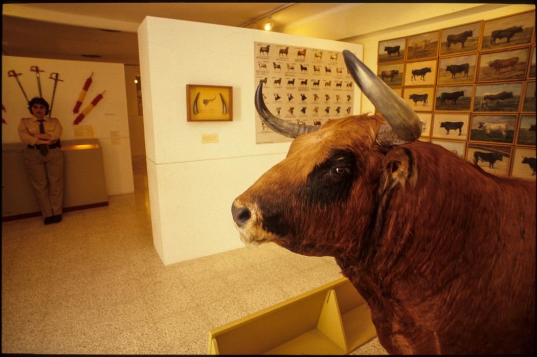 bull in a museum photo taken in my photo trips in valencia
