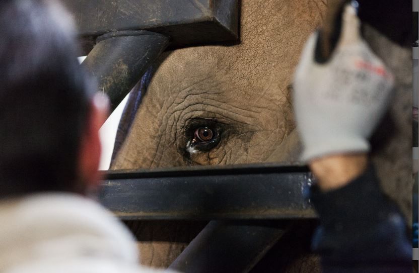 Checking the elephant eye in the Valencia zoo by Pablo Chacon