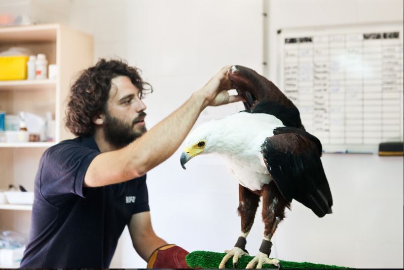 taking care of an eagle in the biopark of valencia