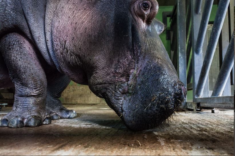 Hipo in valencia zoo, nature photo by Pablo Chacon