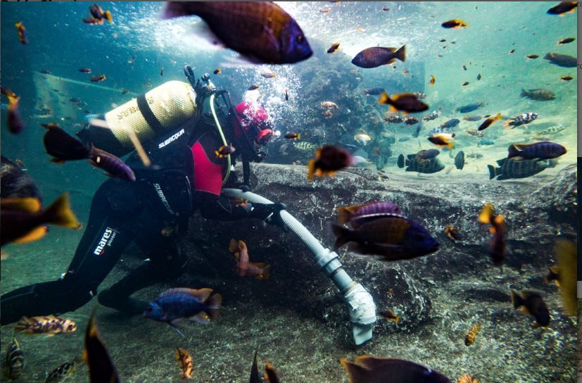 Cleaning the big swimming pool for fish in Valencia Zoo by Pablo Chacon