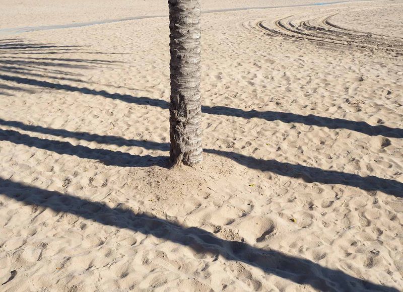 shadows of a palm in the sand of the beach in valencia