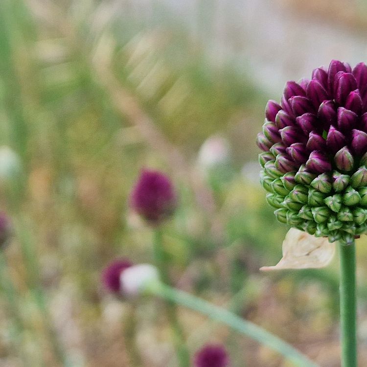 Flores silvestres