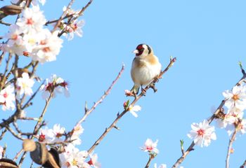 Jilguero (Carduelis carduelis)