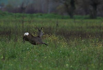 Corzo (Capreolus capreolus)