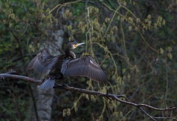 Cormorán grande (Phalacrocorax carbo)