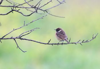 Tarabilla europea (Saxicola rubicola)