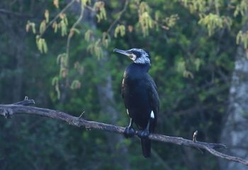 Cormorán grande (Phalacrocorax carbo)