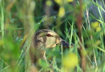 Ánade azulón (Anas platyrhynchos)