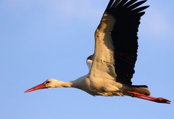 Cigüeña blanca (Ciconia ciconia)