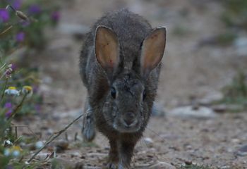 Conejo  (Oryctolagus cuniculus)