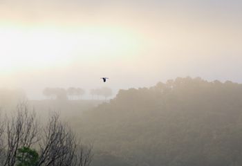 Cigüeña blanca (Ciconia ciconia)