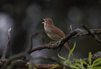 Ruiseñor común (Luscinia megarhynchos)