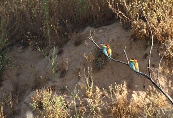 Abejarucos (Merops apiaster)