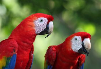 Lapas rojas. Costa Rica