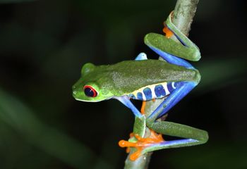 Rana ojos rojos. Costa Rica