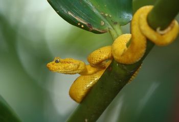 Oropel. Costa Rica