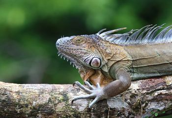 Iguana verde. Costa Rica