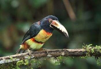 Aricari. Costa Rica