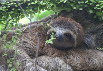 Perezosos de tres dedos. Costa Rica