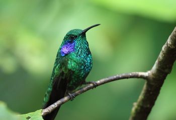 Colibrí oreja violeta. Costa Rica