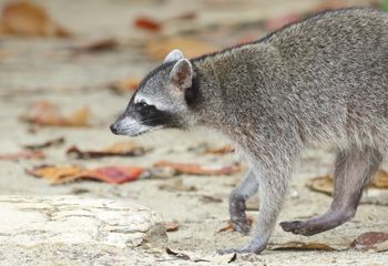 Mapache. Costa Rica