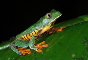 Rana tigre. Costa Rica