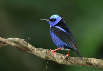 Mielero patirrojo. Costa Rica