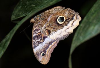 Mariposa búho. Costa Rica