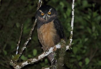 Oropopo, búho de anteojos. Costa Rica