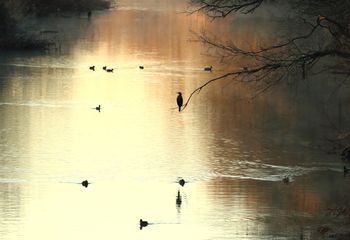 Cormorán río Henares