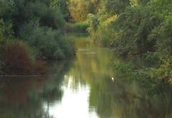 Bosque Henares