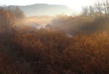 Carrizo río Henares