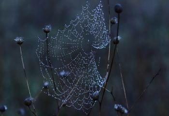 Telaraña