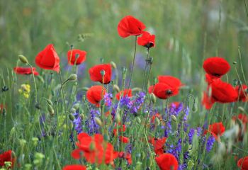 Amapolas