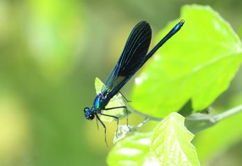 Caballito del diablo azul