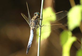 Orthetrum coerulescens