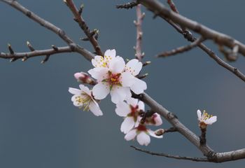 Flor de almendro