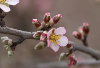 Almendro capullos