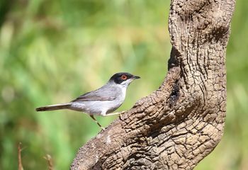 Curruca cabecinegra