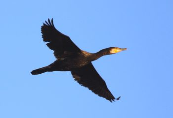 Cormorán